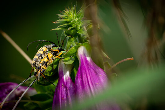 Pair of yellow-and-black spotted longhorn beetles (Rutpela maculata) mating on a plant near purple foxglove-like flowers.