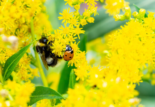 bumblebee (Bombus species) actively foraging on vibrant yellow goldenrod (Solidago) flowers.A small ladybird is a seven-spot ladybird (Coccinella septempunctata)