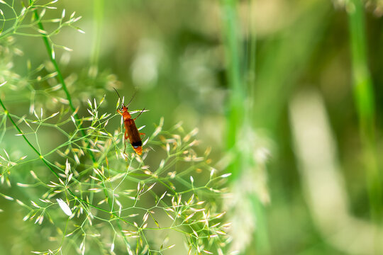 Soldier beetle (likely Rhagonycha fulva), clinging upside down to delicate, branching green grass seed heads.