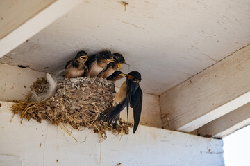 Parent swallow feed chick babies in the nest © Qing Zhao