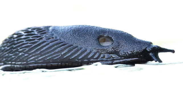 black slug (Arion ater), a soft-bodied land mollusk often found in damp environments with breathing hole clearly visible.