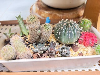 cactus in a pot © Fern