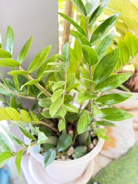 green tree in pot