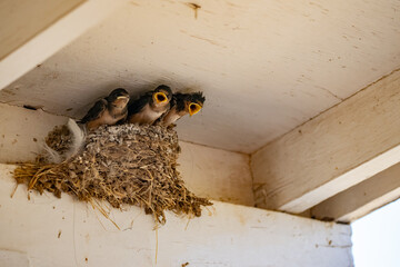 Parent swallow feed chick babies in the nest © Qing Zhao