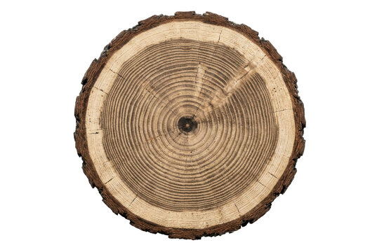 Cross section of a tree trunk showing growth rings on black background
