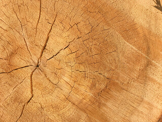 Fototapeta premium Background of wooden texture. Closeup of tree trunk with age rings