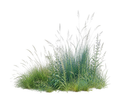 PNG Lush ornamental meadow grasses and wild plants isolated on white background