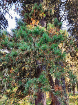 Pine tree branches covered with hanging usnea barbata lichen and moss against blue sky. Green needles and gray beard lichen in natural forest environment. Botany, ecology and woodland vegetation scene