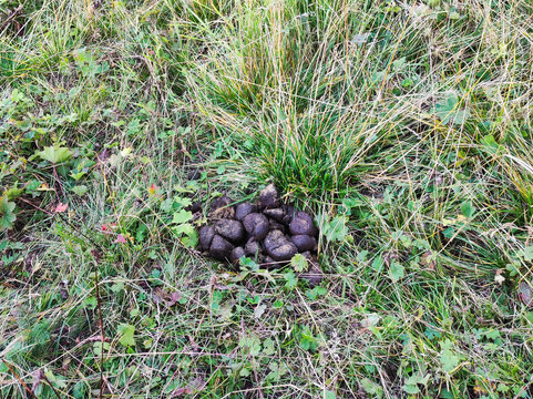 Horse manure pile on green grass meadow. Natural organic fertilizer from free-range grazing. Eco-friendly livestock farming and sustainable agriculture enriching soil nutrients.