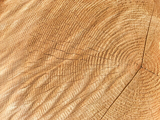 Fototapeta premium Background of wooden texture. Closeup of tree trunk with age rings