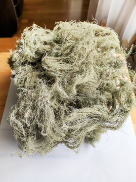 Dried usnea barbata lichen pile on white surface for herbal medicine and phytotherapy. Natural antibiotic with antimicrobial properties used in alternative medicine and traditional healing practices.