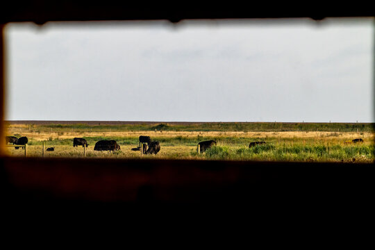 Cattle in field viewed and framed through slot in birdwatching hide.