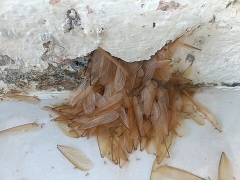 Brown wings cluster beneath cracked plaster