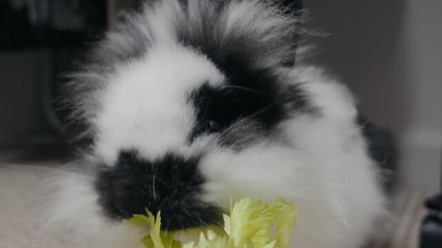 Fluffy Lionhead rabbit nibbling fresh green celery leaves indoors