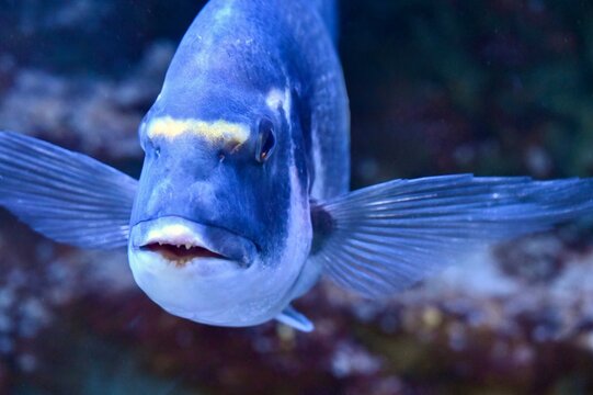 Macro portrait of a Gilthead seabream fish swimming in blue underwater light