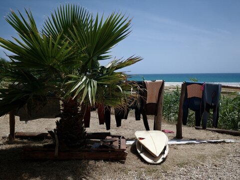 Surfboard leaning against palm tree at beach surf camp station with wetsuits han