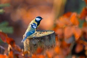 A blue tit and a great tit sitting on a tree stimp. A cute blue tit in the nature habitat. Autumn scene with a blue tit.  Cyanistes caeruleus © Monikasurzin