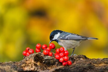 A coal tit sits on a tree stump and eats rowan berries. Autumn scene with a cute coal tit. A coal tit in the nature habitat. Periparus ater © Monikasurzin