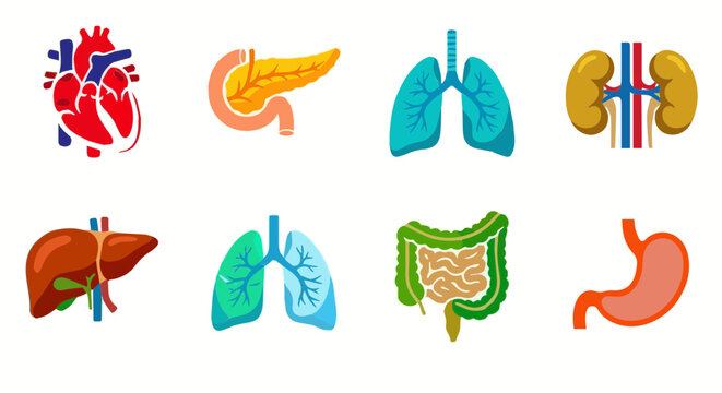 Human Internal Anatomy Organs Bundle Vector Design