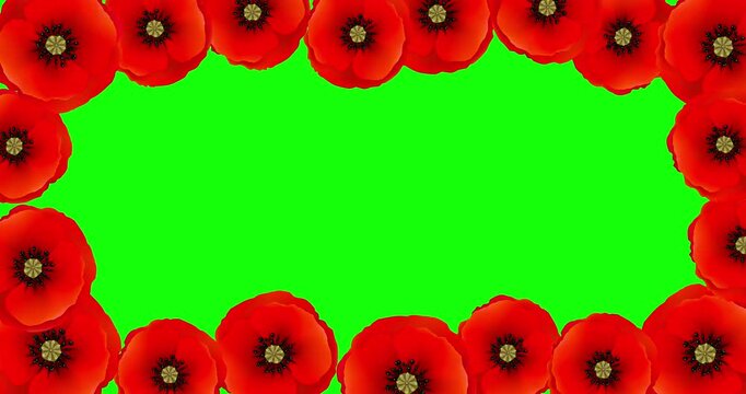 Red poppy flowers animation on green. Stylized poppies appear, forming decorative floral frame border. Creative floral transition backdrop for Remembrance Day, ANZAC Day, custom text, logo or greeting