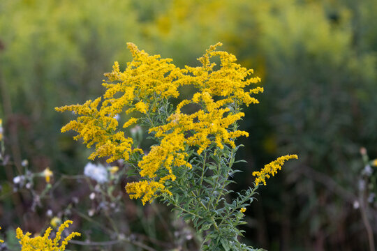 Bright Yellow Goldenrod Wildflowers Blooming in a Late Summer Meadow