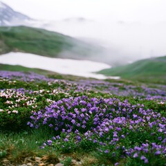 Obraz premium Snowline meadow filled with flowers and misty background