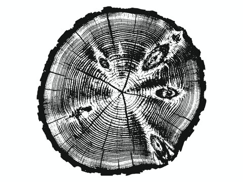 Tree Ring Cross Section Vector - Wood Texture, Tree Trunk Slice, Annual Rings & Timber Grain Illustration