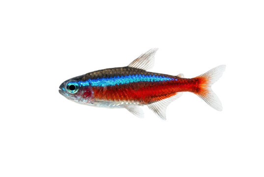 Small tropical neon tetra fish swimming isolated on black background