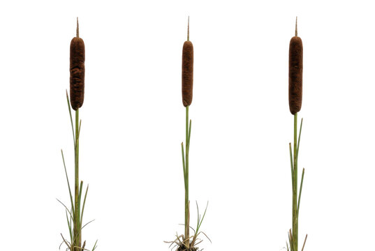 Three brown cattail plants isolated on black background