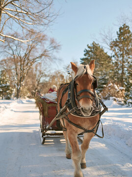 Strong draft horse pulling a traditional sleigh through a snowy winter landscape with trees