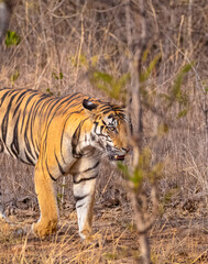 Obraz premium Tigress (Panthera tigris) walking in the jungle of panna.