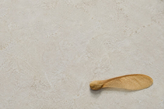 Single Winged Maple Seed on a Pale Stone Surface