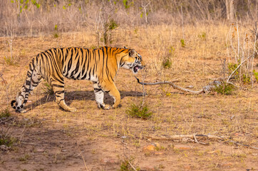 Fototapeta premium Tigress (Panthera tigris) walking in the jungle of panna.