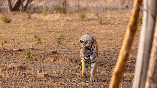 Tigress (Panthera tigris) walking in the jungle of panna.