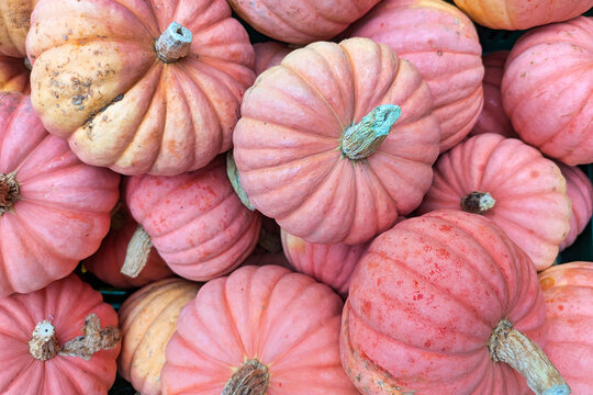 Top view of many pink Cucurbita Maxima &lsquo;Miss Sophie Pink&rsquo; edible pumpkins