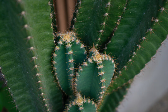 Close-up of vibrant green cactus with spiky, yellow-tipped glochids