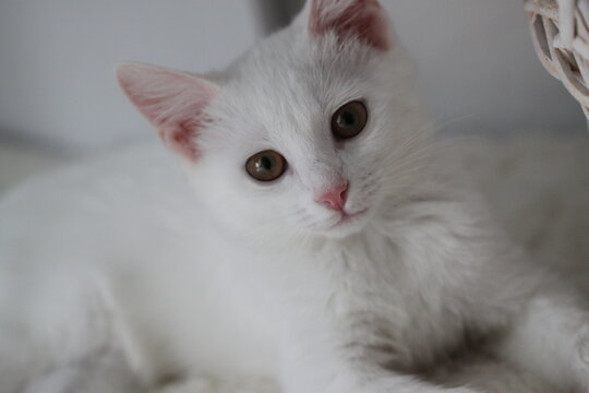 Animal background with white kitten