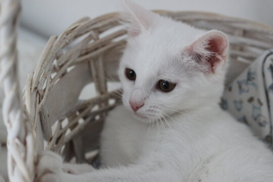 Animal background with white cute cat