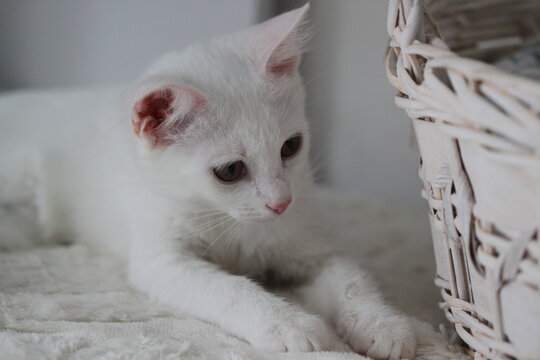 Animal background with white cute kitten