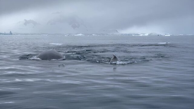 Majestic whale breaching and spouting water in icy Antarctic waters
