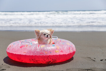 夏のビーチで浮き輪とポーズする白いチワワ © UNF ドッグフォトグラファー 影山