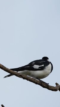 Magpie-lark Perched on a Tree Branch in Mornington Peninsula