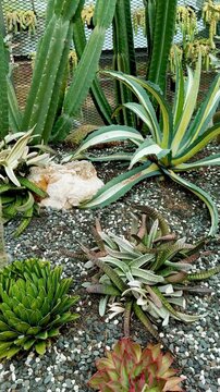 Drought-resistant plants for xeriscaping 