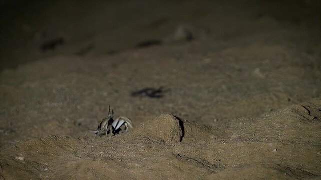 Small crab emerges from sandy burrow on a beach at night