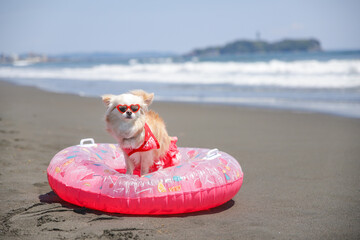 ピンクの浮き輪と水着で夏を彩る白チワワ © UNF ドッグフォトグラファー 影山