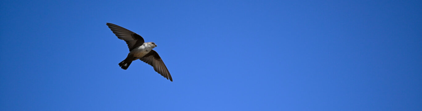 Eurasian crag martin // Felsenschwalbe (Ptyonoprogne rupestris)