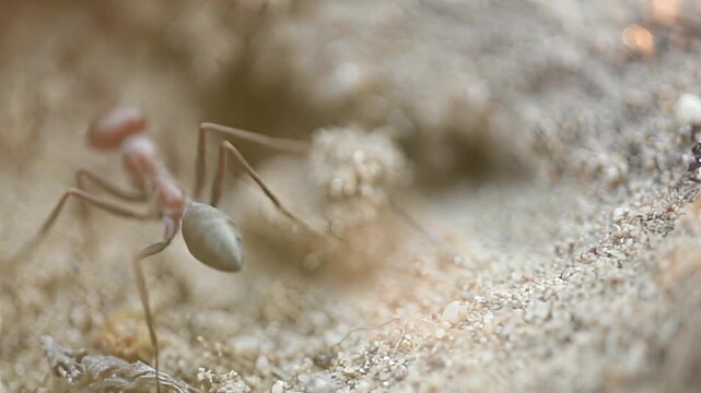 Close-up macro footage of a desert ant navigating sandy terrain