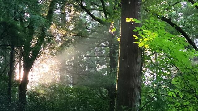 夏の池山水源　阿蘇