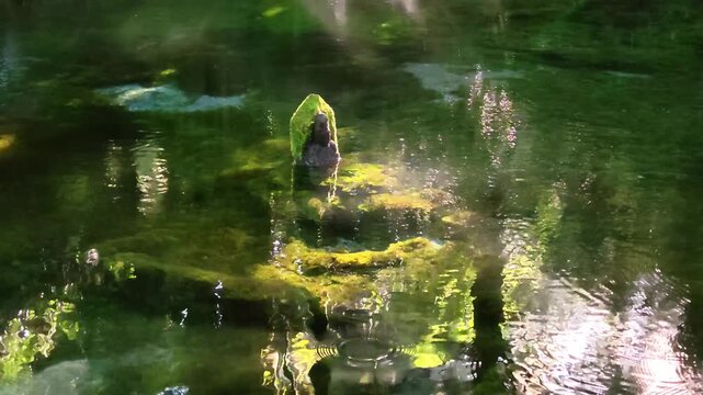 夏の池山水源　阿蘇