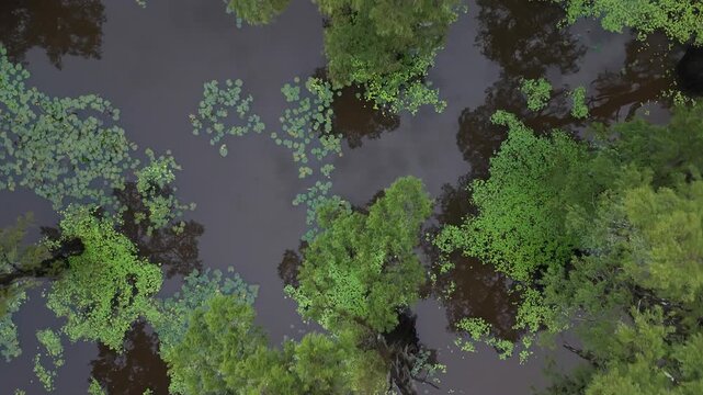 Aerial View of Caddo Lake State Park Cypress Wetlands and Scenic Waterways in Texas	
